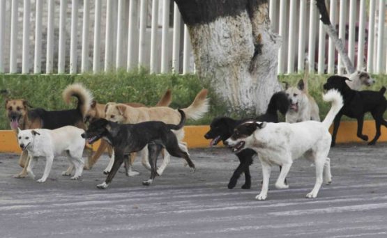 » Trabaja Gobierno Municipal En La Regulación De Perros Callejeros.